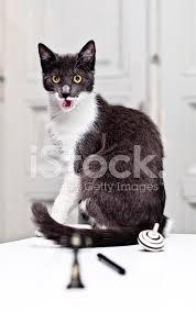Deli Kedi Stok Fotograflari Freeimages Com