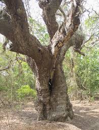 Image result for Newtonia hildebrandtii