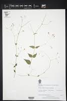 Image result for Commicarpus grandiflorus