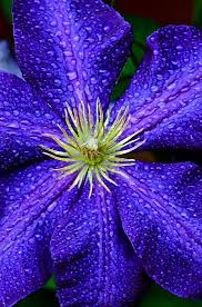 Pin Von Uschi Iseli Auf Tropfen Drops Blaue Blumen Klematis Pflanzen