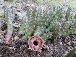 Image result for Huernia erectiloba