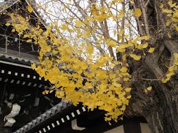 お西さんのイチョウ散る 洋洋日記