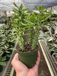 Image result for Euphorbia ugandensis