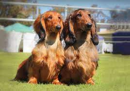 We have seen customer pictures of some amazing veterinarian offices and animal rescue facilities! Dachshund Long Haired Miniature Long Haired Breeds