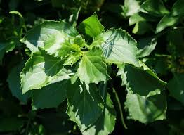 Image result for Senecio pleistocephalus