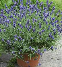 We did not find results for: 24 Perennials For Containers Ideas In 2021 Perennials Container Gardening Plants