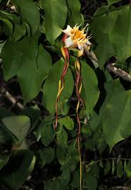Image result for Strophanthus