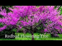 Willis orchards offers a beautiful collection of flowering trees for any landscape. Plant Redbud Trees Correctly Red Bud Tree Ny Pa Illinois Youtube