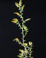 Image result for Selaginella shabaensis