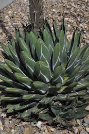 Image result for Agave