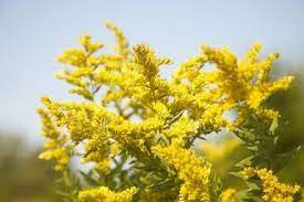 Are You Allergic To Goldenrod Flowers That Attract Butterflies Plants Planting Flowers