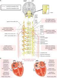Frontiers Asymmetry And Heterogeneity Part And Parcel In Cardiac Autonomic Innervation And Function Physiology