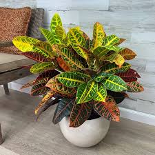 Image result for Croton polytrichus