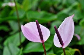 Pin On Anthuriums