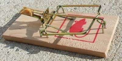Are DIY Rodent Control Methods Effective? - Pest Defence - News