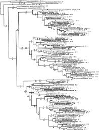 Image result for Danthoniopsis dinteri