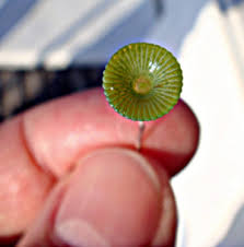 And because of that, they've challenged our ideas of how life it wasn't until later that researchers realized the organisms weren't animals at all. Small Things Considered Let S Not Forget Acetabularia