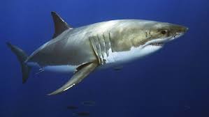 Maybe you would like to learn more about one of these? Great White Sharks