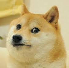  49 Ide Tentang Obit Di 2021 Anjing Lucu Hewan