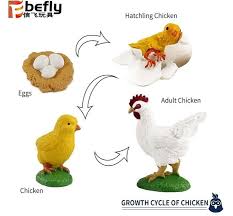Maybe you would like to learn more about one of these? Jual Mainan Siklus Hidup Hewan Ayam Jakarta Utara Allinstoree Tokopedia