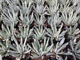 Image result for Senecio consanguineus