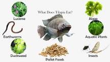 Image result
