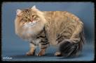 Siberian Cat Kittens For Sale by Reputable Breeders ...