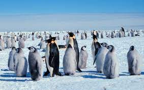 Learn all about these fascinating creatures as they waddle around antarctica in this. Emperor Penguin