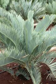 Image result for Encephalartos munchii