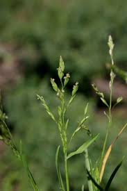 Image result for Poa binata