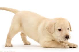The Costs Of Owning A Labrador Retriever Puppy What Can Dogs Eat