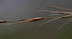 Image result for Loudetia simplex