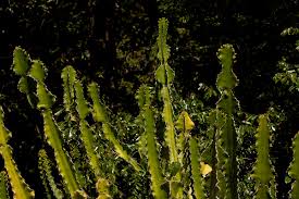 Image result for Euphorbia halipedicola