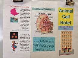 Essay on analogies animal cell. Cell Analogy Animal Cell Cells Project