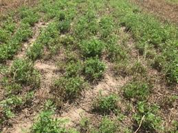 What does alfalfa look like in 2020. Evaluating Alfalfa Stands Part 1 Using The Hay Square Method Cropwatch University Of Nebraska Lincoln