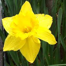 Daffodils Make Me Happy When Skies Are Gray Daffodils Flowers Nature Beauty