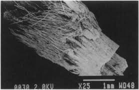 Image result for Trachypogon