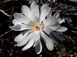 Submitted 1 year ago by taleofbenji. What S Blooming At Bayou Bend Magnolias Inside The Mfah The Museum Of Fine Arts Houston