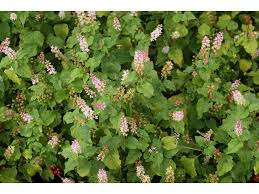 Image result for Rivina humilis