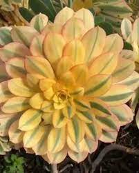 It has soft, fuzzy leaves with smooth margins, and puts out beautiful, large, yellow flowers all over the tree from spring until winter uncarina roeoesliana is a much smaller growing species than its bigger cousins. 14 Best Succulents With Yellow Flowers Ideas Succulents Yellow Flowers Plants
