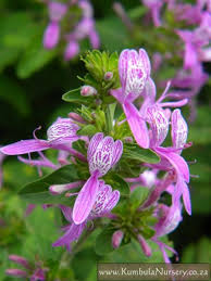 Image result for Hypoestes cancellata