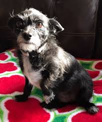 Maybe you would like to learn more about one of these? Petfinder Az The Y Guide