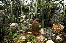 Palmiarnia poznanska (palmenhaus poznan) is located in grunwald. Miasto Poznan W Takie Zimne Dni Palmiarnia Poznanska Facebook