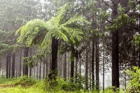Image result for Cyathea capensis