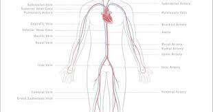 How Open Vs Closed Circulatory Systems Function