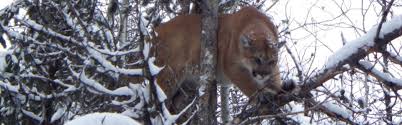 Maybe you would like to learn more about one of these? Puma Kanada