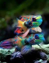 Aaron Coghlan (ballroomcoghlan)