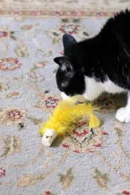 Cork Cat Toys For Indoor Cats In 2020 Cat Toys Diy Cat Toys Cat Diy