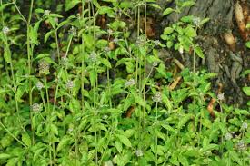 Image result for Platostoma