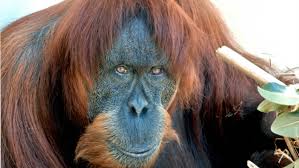 You can withdraw your consent or object to data processing based on legitimate interest at any time by clicking on learn more or in our privacy. Altester Sumatra Orang Utan Der Welt Affen Dame Stirbt Mit 62 The Weather Channel Artikel Von The Weather Channel Weather Com